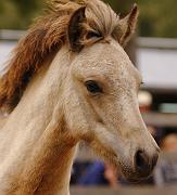 Teitur von Heidmoor d